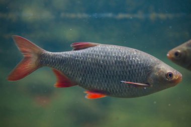 Ortak rudd (Scardinius erythropthalmus). Tatlı su balık.