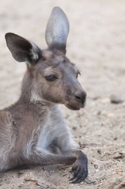 Kara yüzlü kanguru da bilinen anakara Batı gri kanguru (Macropus fuliginosus melanops),.