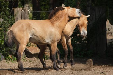Przewalski's horse (Equus ferus przewalskii), also known as the Asian wild horse.  clipart