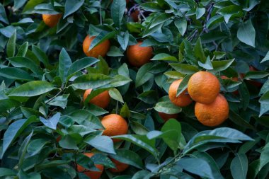 Closeup shot of a Bitter orange tree (Citrus aurantium) in Cordoba, Spain with ripe fruits clipart