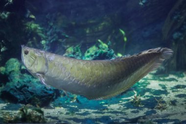 Gümüş arowana (Osteoglossum bicirrhosum). Tatlı su tropikal balık.
