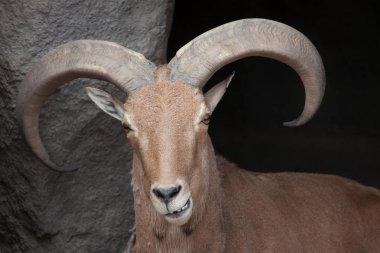 Berberi koyunu (Ammotragus lervia). Vahşi yaşam hayvan. 