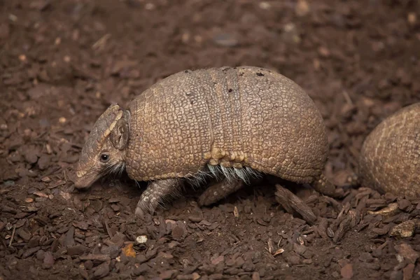 Southern Three Banded Armadillo Tolypeutes Matacus Juga Dikenal Sebagai Plata — Stok Foto