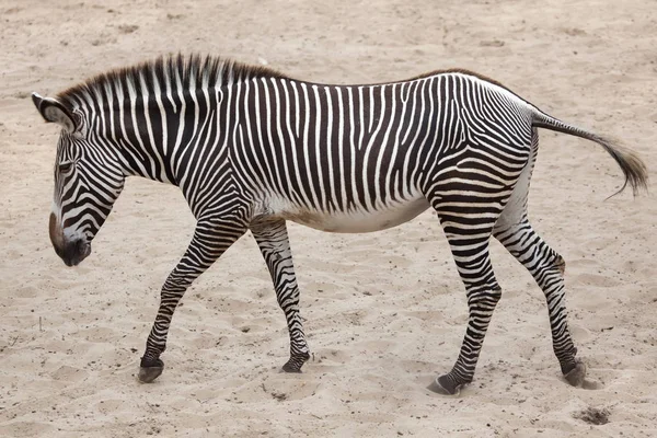 Zebra verde na areia — Fotografia de Stock
