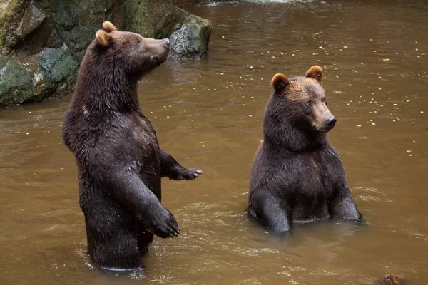 Urso Castanho Kamchatka Ursus Arctos Beringianus Também Conhecido Como Urso — Fotografia de Stock
