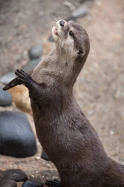 Oosterse Kleine Otter Amblonyx Cinereus Ook Bekend Als Aziatische Kleine — Stockfoto