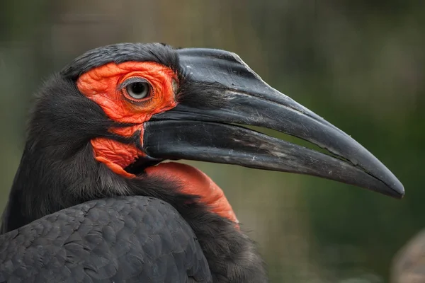 Corneta Tierra Meridional Bucorvus Leadbeateri — Foto de Stock