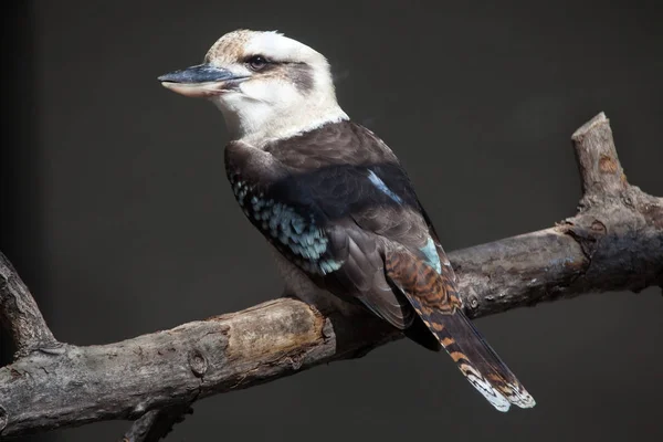Lachende Kookaburra Dacelo Novaeguineae Wildtier — Stockfoto