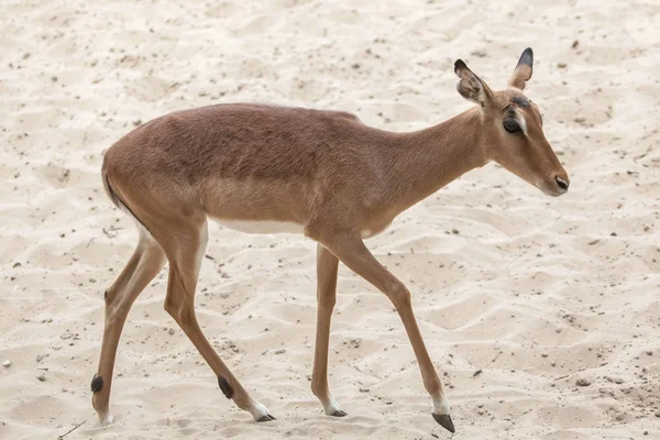 Impala Aepyceros Melampus Divoké Zvíře — Stock fotografie