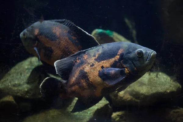 Oscar Vis Astronotus Ocellatus Tropische Zoetwatervissen — Stockfoto