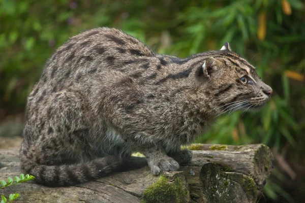 捕鱼猫 Prionailurus Viverrinus 野生动物 — 图库照片