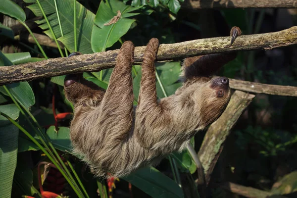 Lenochod dvouprstý v zoo — Stock fotografie