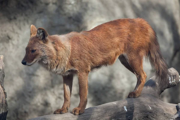 Ussuri Dhole Cuon Alpinus Alpinus Também Conhecido Como Cão Selvagem — Fotografia de Stock