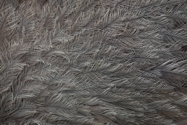 Большая текстура оперения реи — стоковое фото