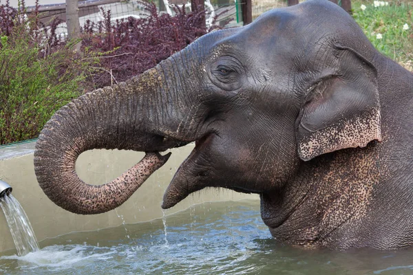 Asya fili (Elephas maximus) banyo.