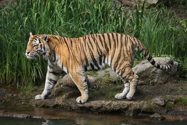 Sibirischer Tiger Panthera Tigris Altaica Auch Als Amurtiger Bekannt — Stockfoto