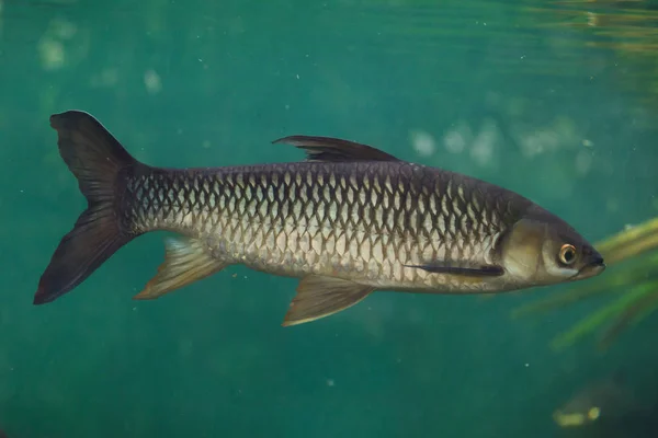Hoven Carp Leptobarbus Hoevenii Also Known Mad Barb Sultan Fish — Stock Photo, Image