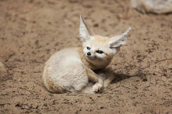 Fennec fox liggande på sand — Stockfoto