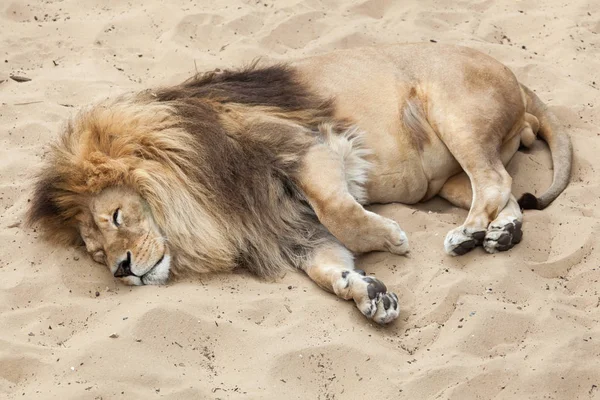 Löwe Panthera Leo Wildtier — Stockfoto