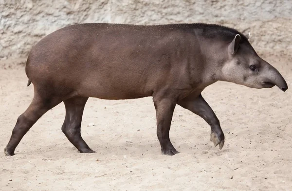 Zuid-Amerikaanse tapir — Stockfoto