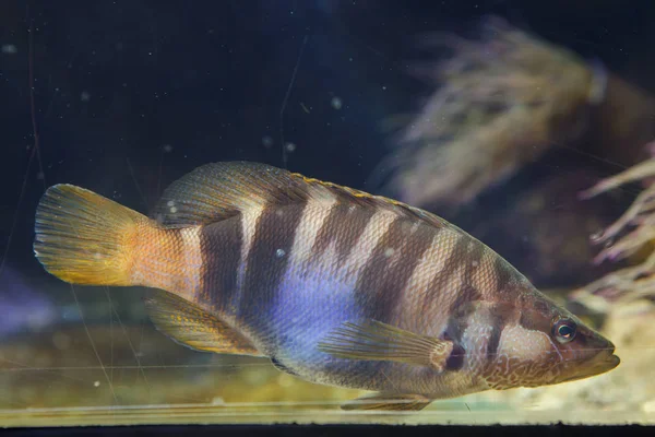 Boyalı Comber Serranus Scriba Tropikal Balık — Stok fotoğraf