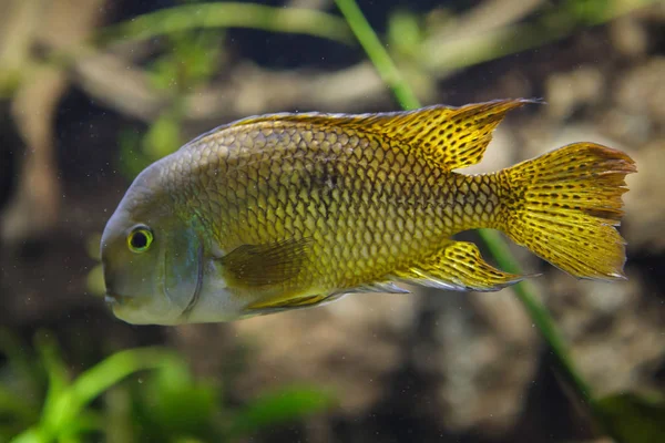 Moga Hypophrys Nicaraguensis Also Known Nickie Parrot Cichlid — стоковое фото