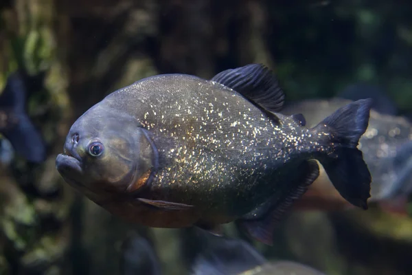 Kırmızı karınlı piranha da bilinen kırmızı piranha (Pygocentrus nattereri).