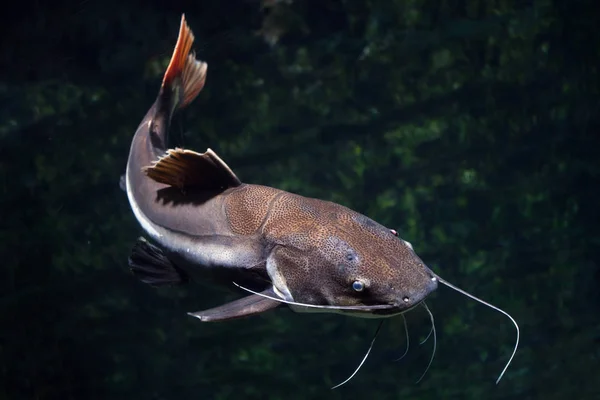 Peixe Gato Cauda Vermelha Phractocephalus Hemioliopterus Peixes Água Doce — Fotografia de Stock