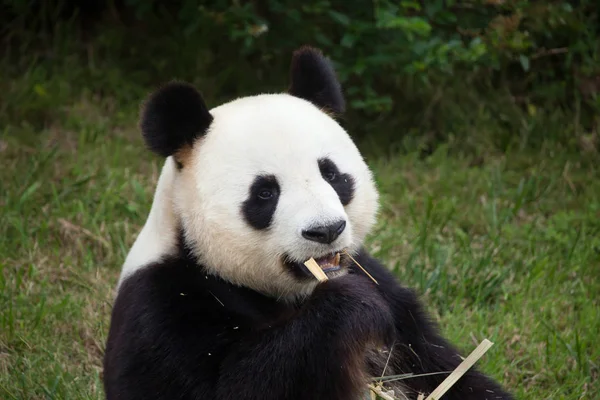 Panda Gigante Ailuropoda Melanoleuca Animais Selvagens — Fotografia de Stock