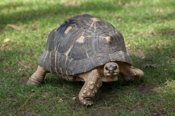 Utstrålade sköldpadda på gräs — Stockfoto