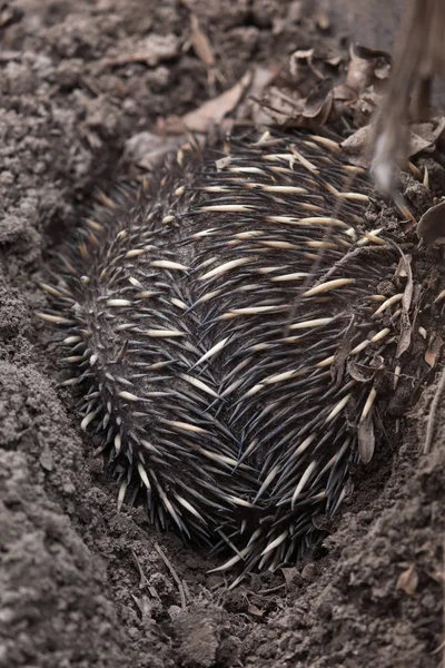 Nova Guiné Echidna Bico Curto Tachyglossus Aculeatus Lawesii — Fotografia de Stock