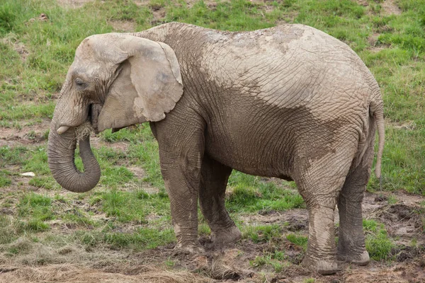 Slon Africký Loxodonta Africana — Stock fotografie