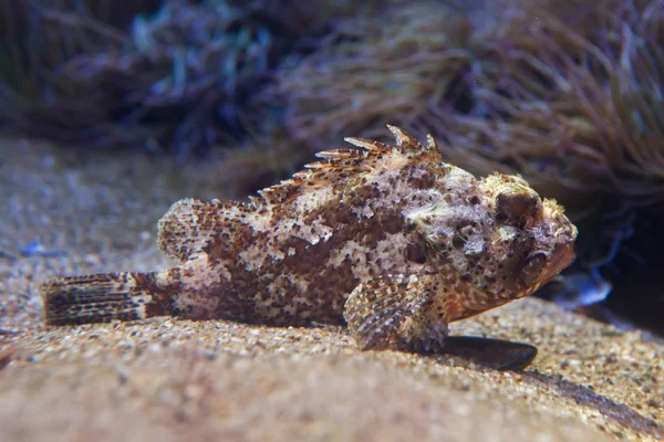 Невелика Червона Рибка Скорпіона Scorpaena Notata — стокове фото