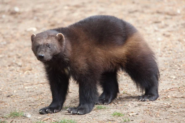 Wolverine Gulo Gulo Noto Anche Come Ghiottone — Foto Stock