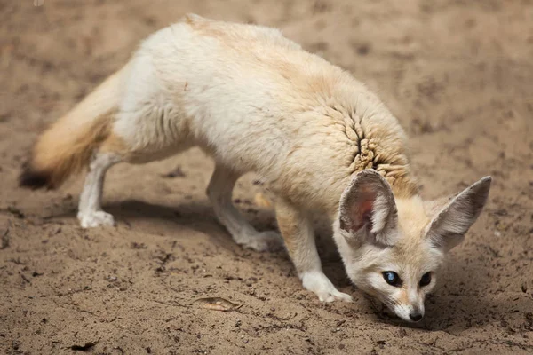 Ładny Fennec Fox — Zdjęcie stockowe