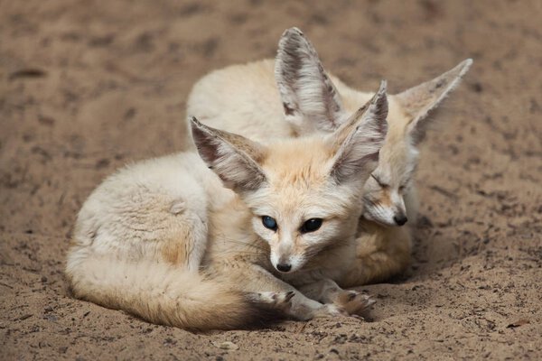 Fennec foxes (Vulpes zerda). Wildlife animal. 