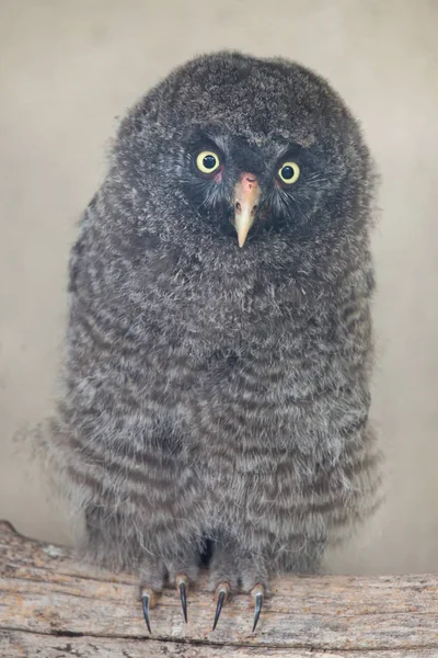 Büyük Gri Baykuş (Strix nebulosa).