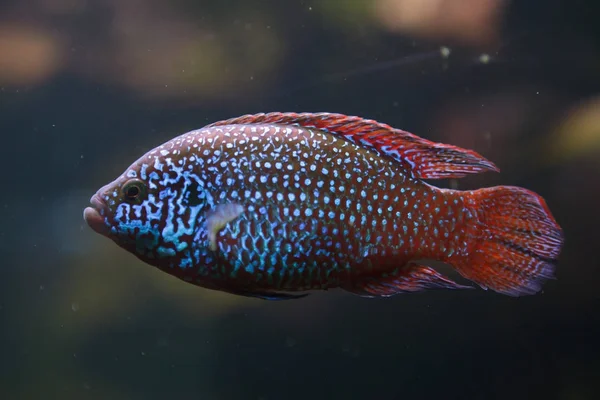 Αφρικανική Jewelfish Hemichromis Letourneuxi Τροπικά Ψάρια — Φωτογραφία Αρχείου