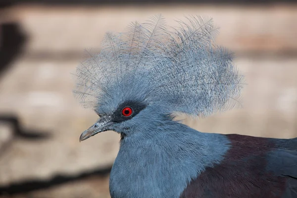 Western Crowned Pigeon Goura Cristata Also Known Blue Crowned Pigeon — Stock Photo, Image