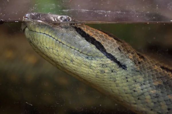 Groene Anaconda Eunectes Murinus Wild Leven Dier — Stockfoto