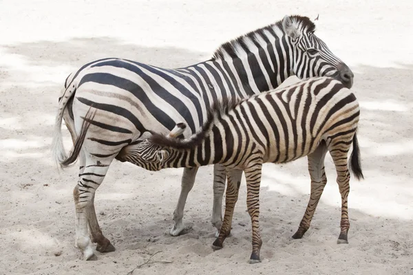 Chapman zebra alimentação potro — Fotografia de Stock