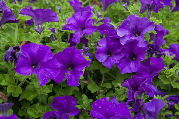 Petunya çiçek. Arka plan doku. İspanya. 