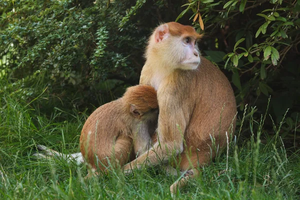 Macaco Patas Erythrocebus Patas Também Conhecido Como Macaco Hussar Alimentando — Fotografia de Stock
