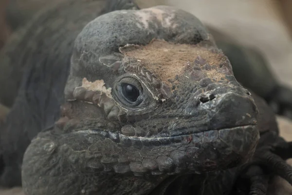 Goliath Ejderha Bilinen Gergedan Iguana Cyclura Cornuta — Stok fotoğraf