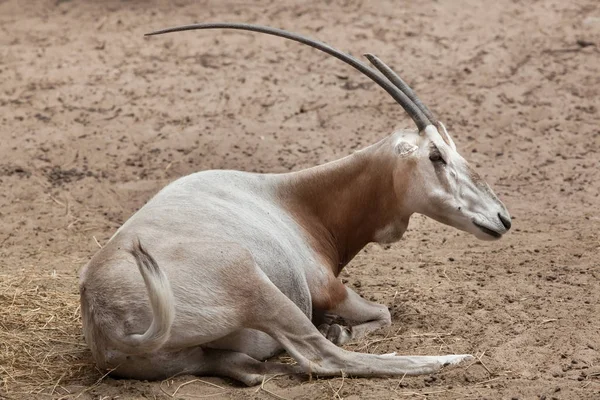 Ятаган Oryx Oryx Dammah Також Відомий Сахарі Oryx Або Ятаган — стокове фото