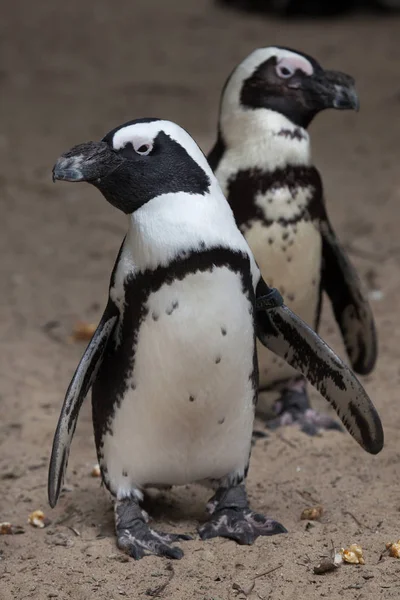 African Penguin Spheniscus Demersus Also Known Jackass Penguin Black Footed — Stock Photo, Image