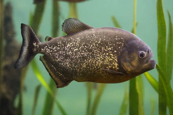 Rode Piranha Pygocentrus Nattereri Ook Bekend Als Rode Bellied Piranha — Stockfoto