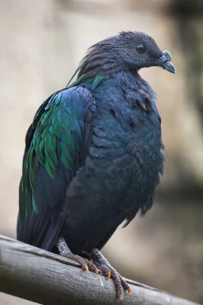 Pombo Nicobar Caloenas Nicobarica Animais Selvagens — Fotografia de Stock