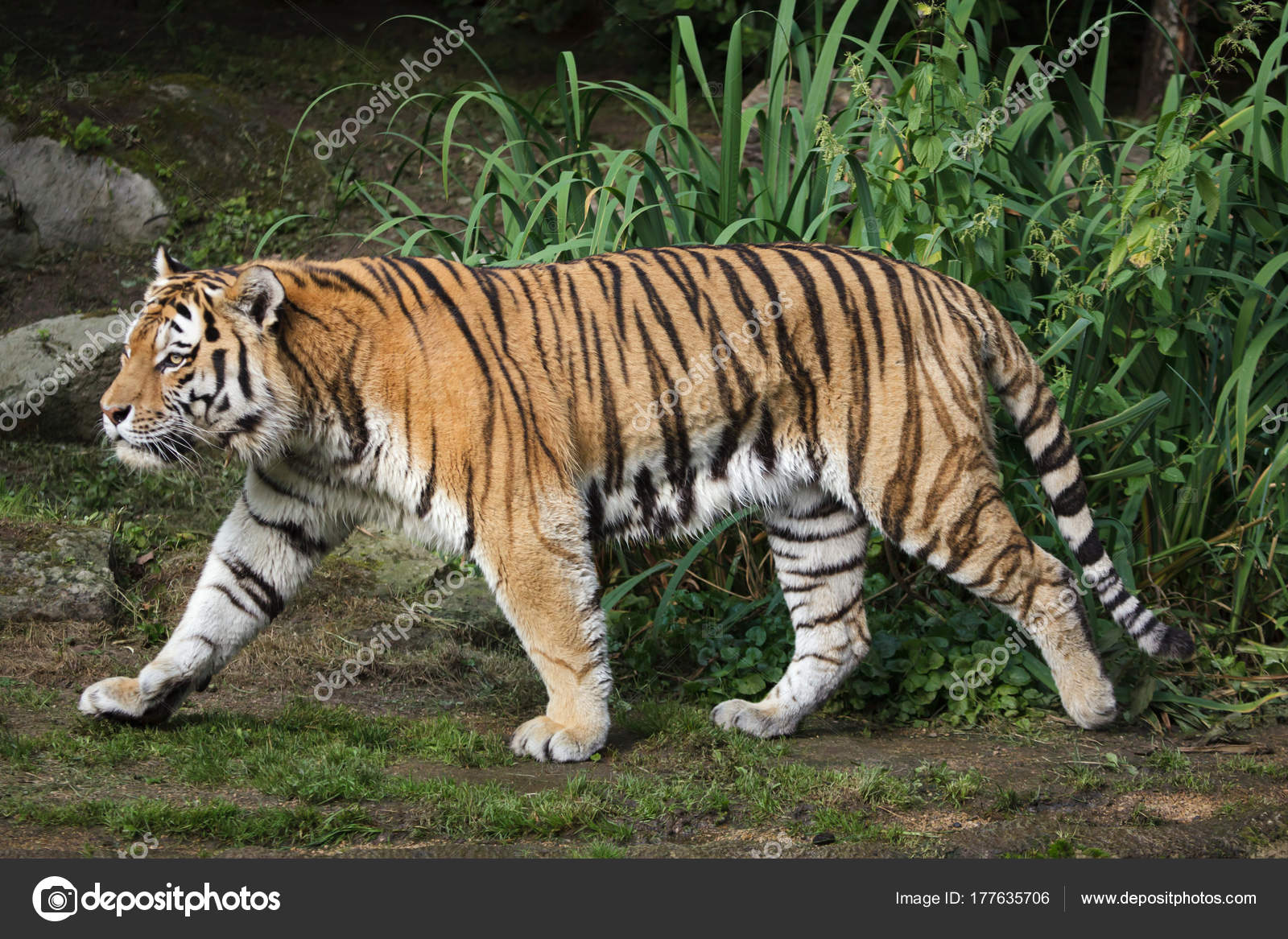 PANTHERA TIGRIS ALTAICA EBOOK DOWNLOAD PANTHERA TIGRIS ALTAICA EBOOK DOWNLOAD