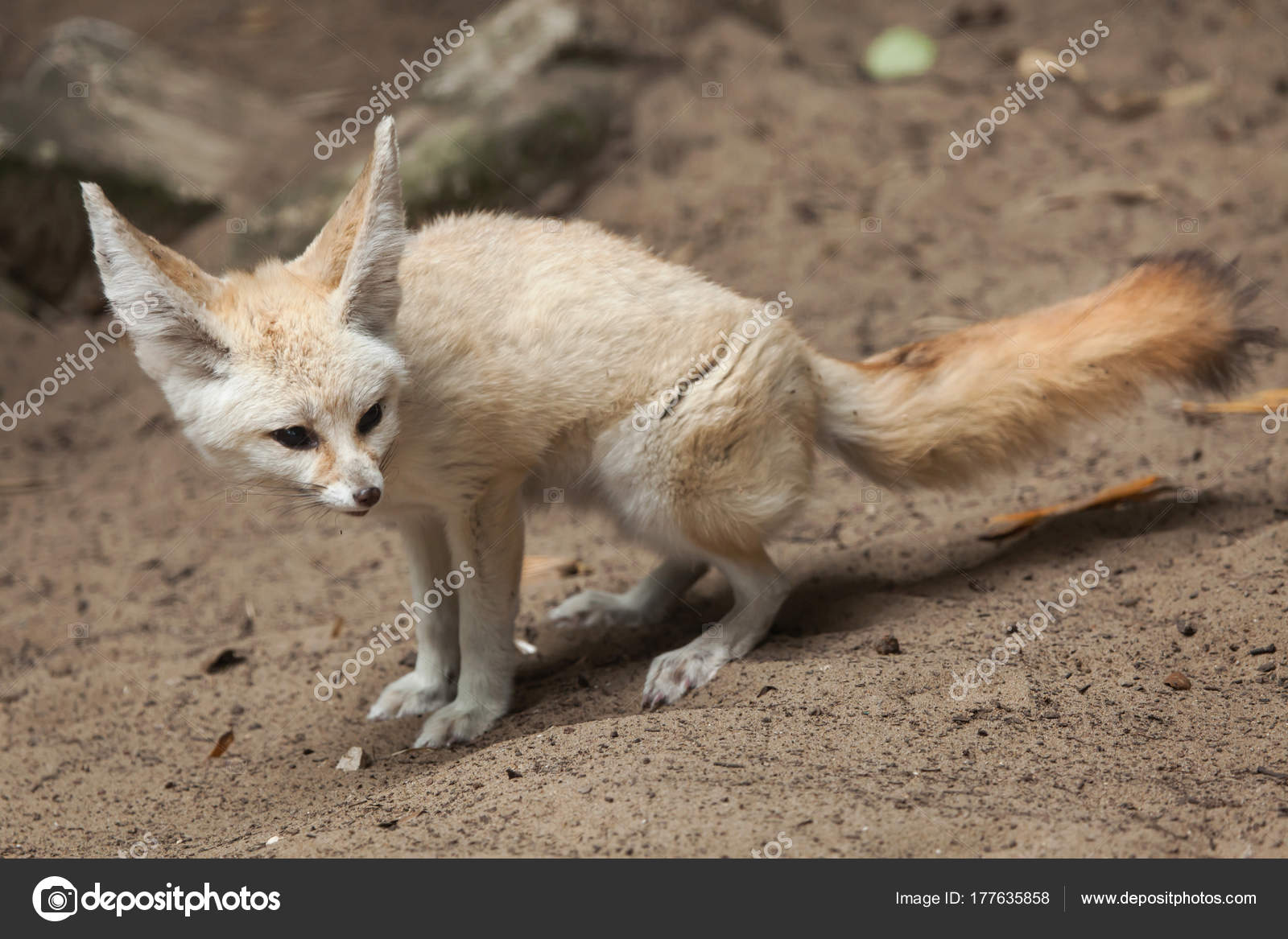Fennec Fox Vulpes Zerda Wildlife Animal Stock Photo Image By C Wrangel Fennec Fox Vulpes Zerda Wildlife Animal Stock Photo Image By C Wrangel